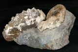 Two Species Of Hoploscaphites Ammonites - Montana #17000-2